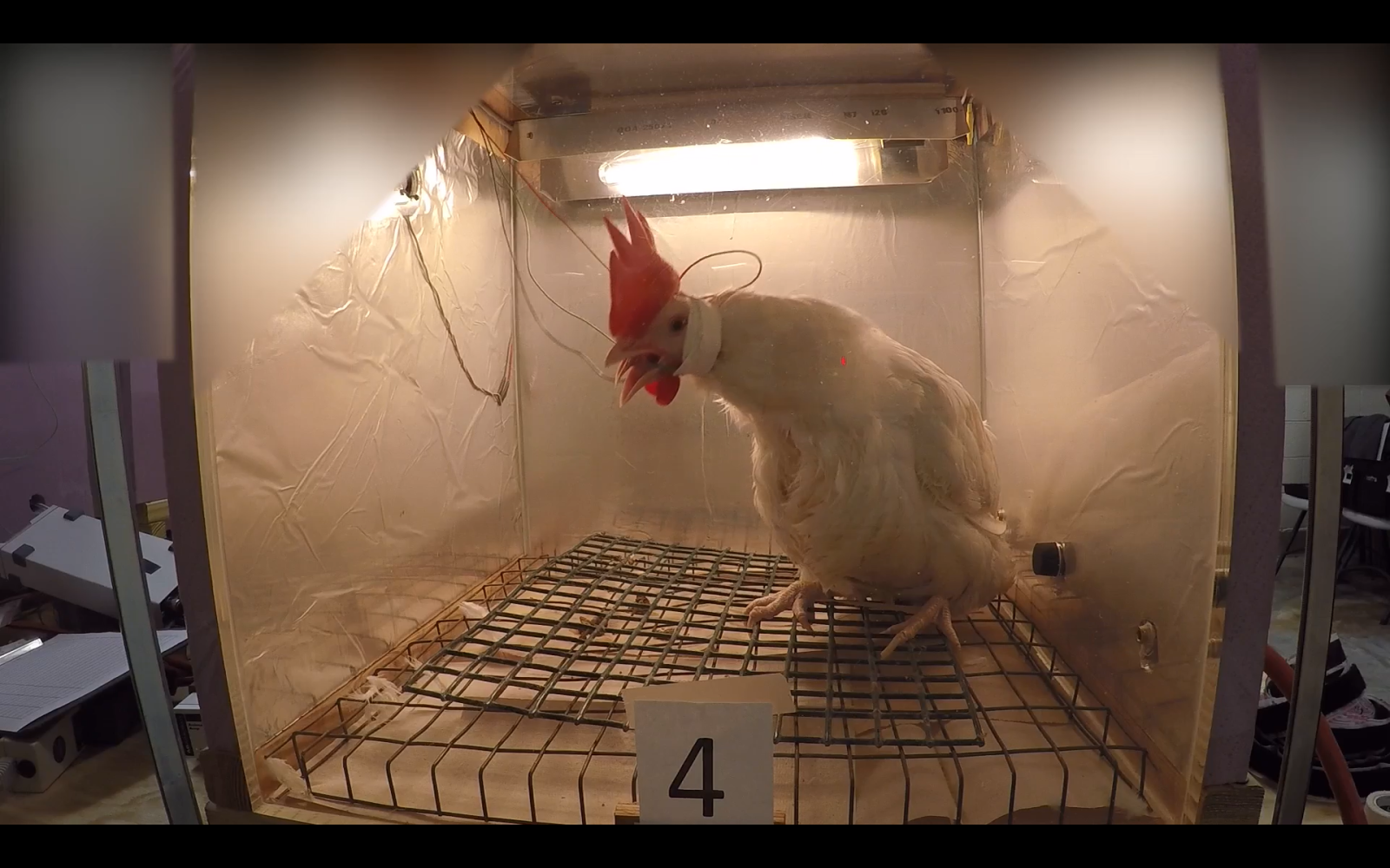 Chicken in a small see through box suffocating