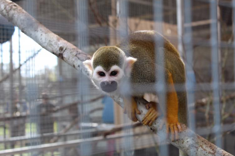 Squirrel monkey on a branch in a cage