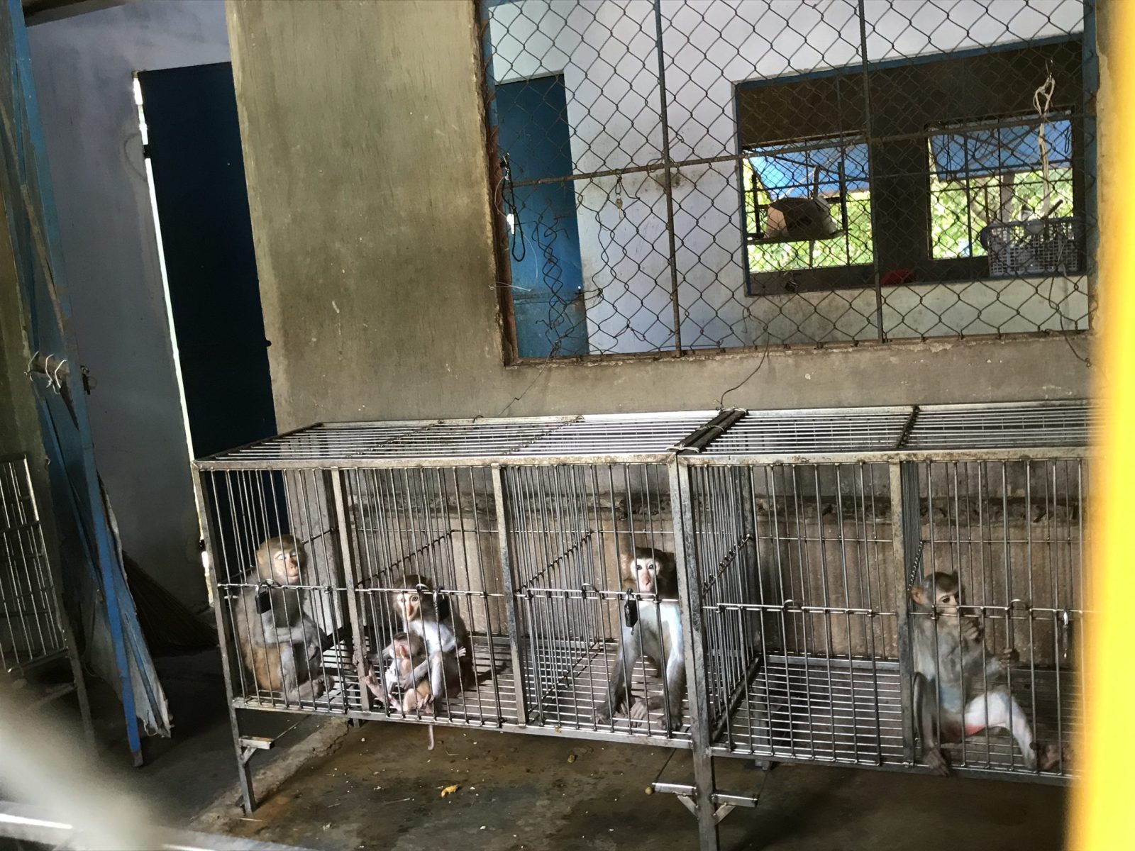 Monkeys being held in tiny metal cages