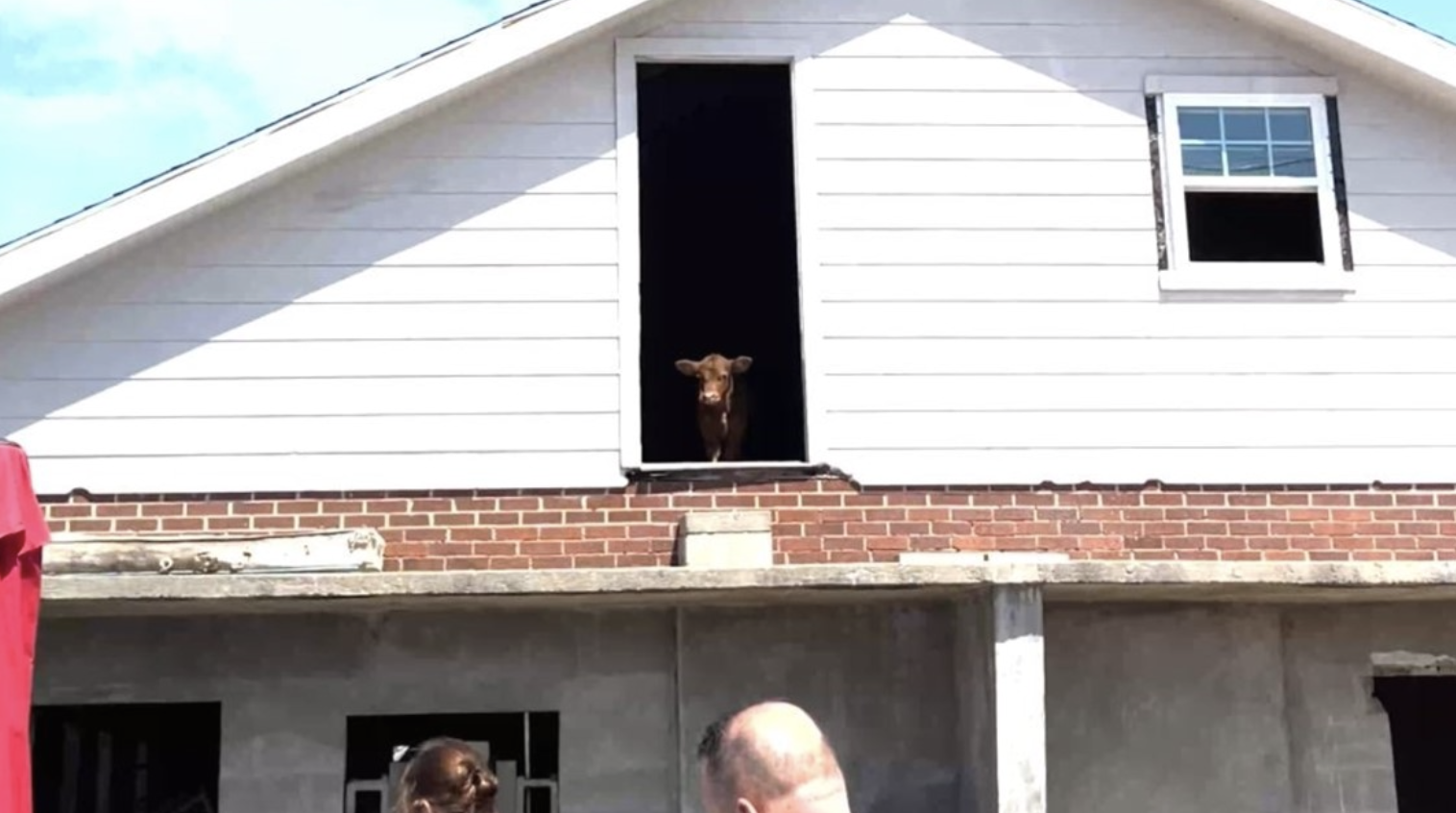 Dog on the roof of a home