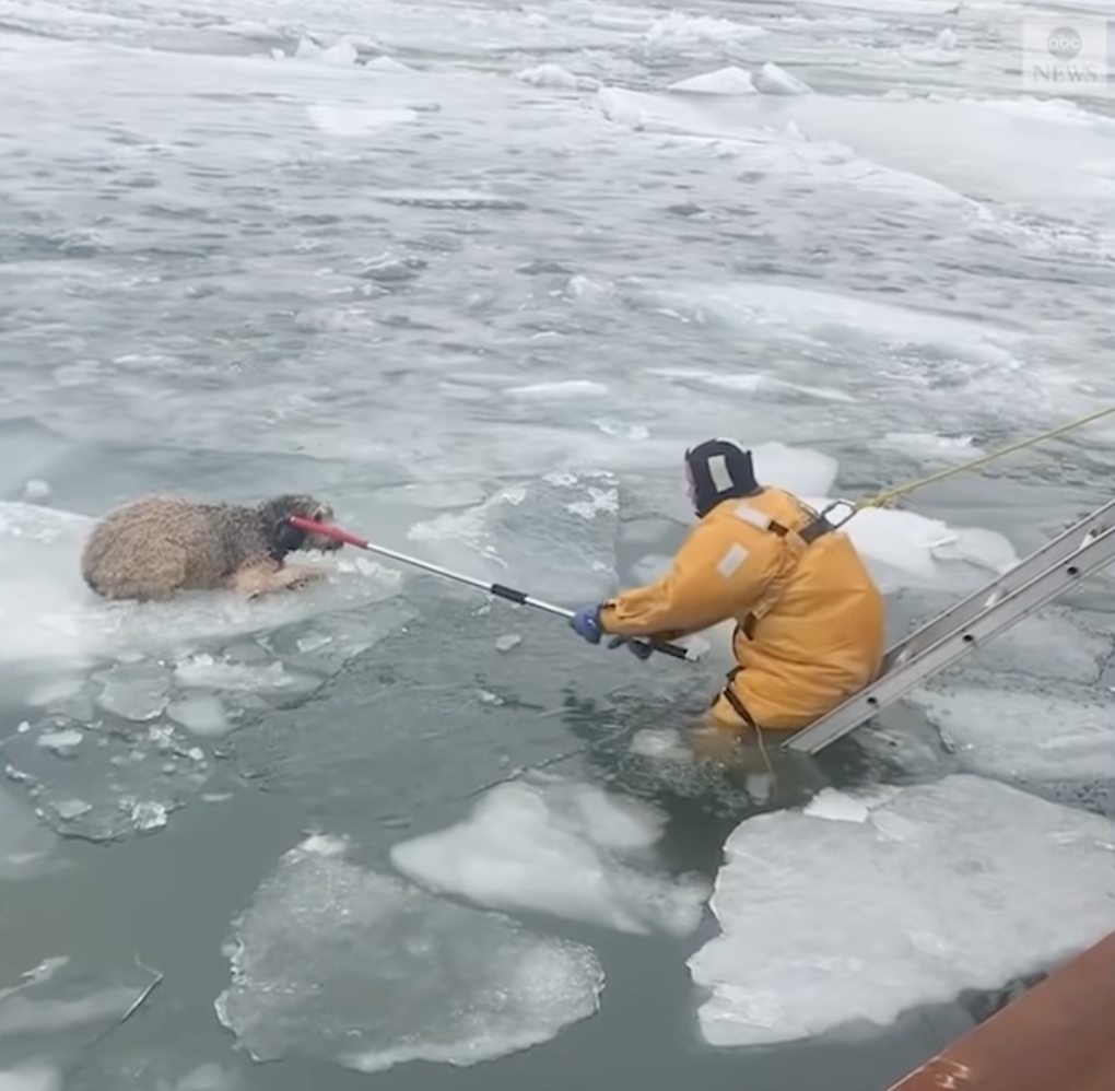 rescuer saving dog on floating ice