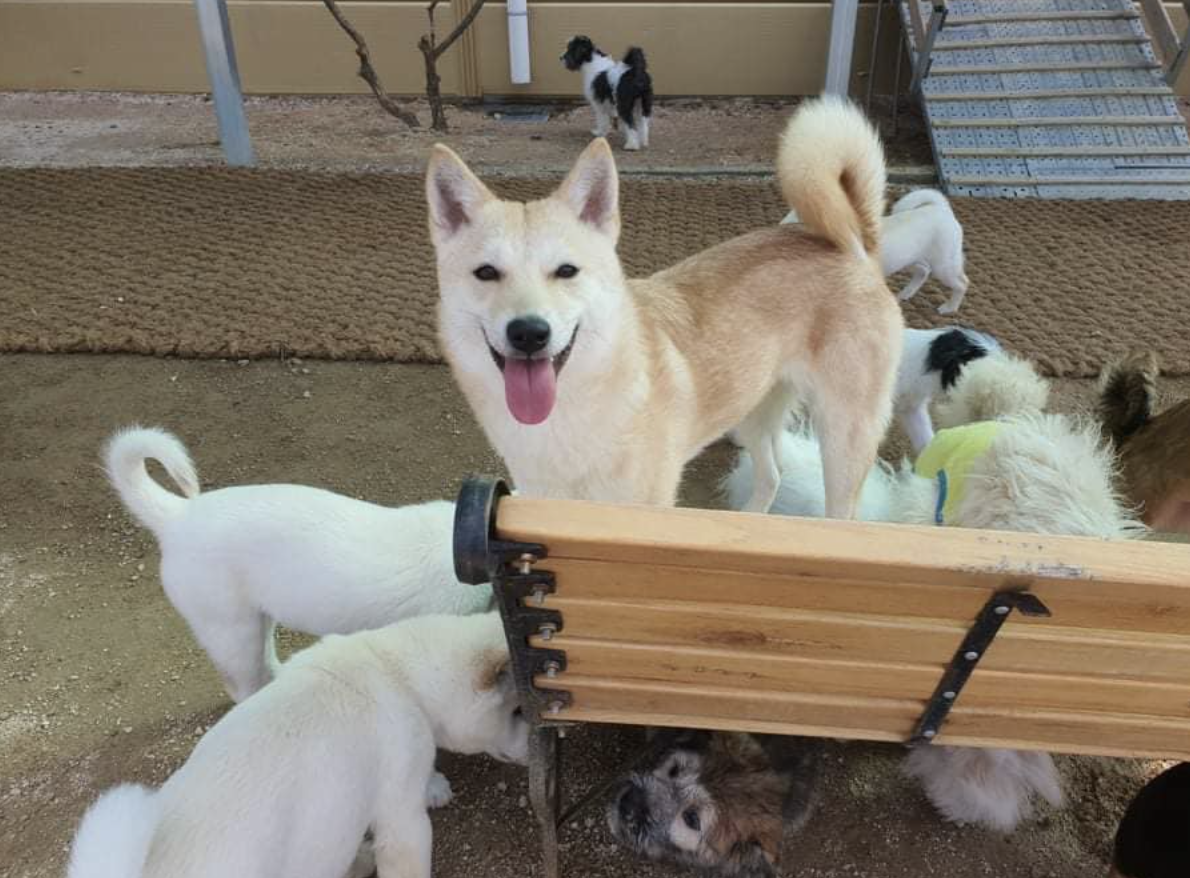 dog looking up and smiling with other dogs around