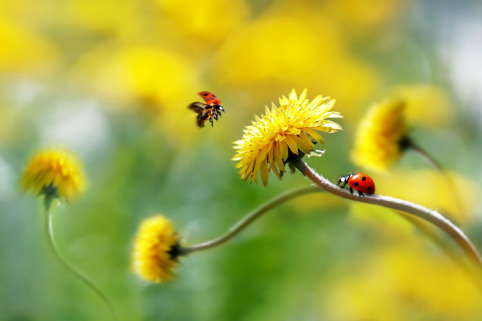 two ladybugs flying around yellow flowers