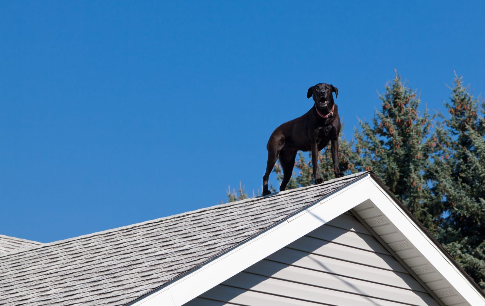 Black dog on the roof of a house