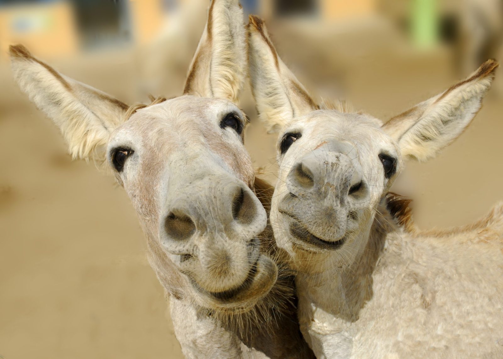 Two donkeys smiling together