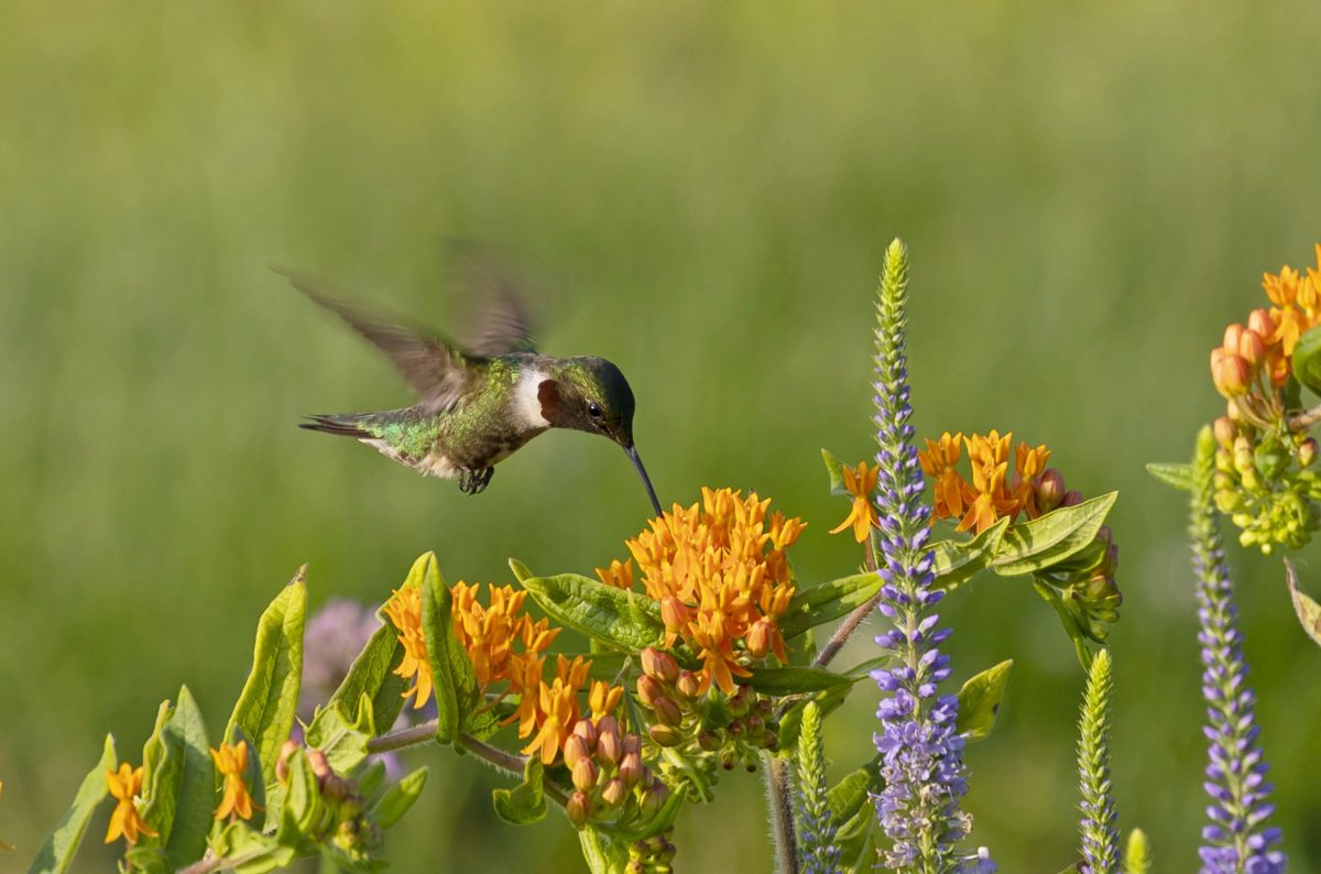 Hummingbird hovering over flower