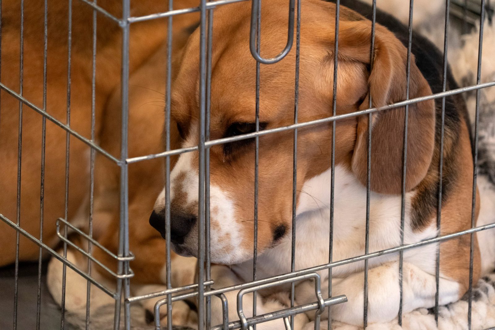 Sad beagle in a cage for testing