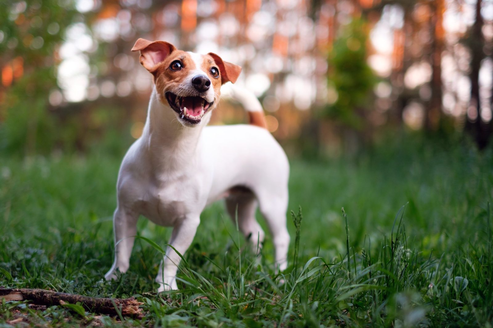 Happy dog, jack russell playing in the park