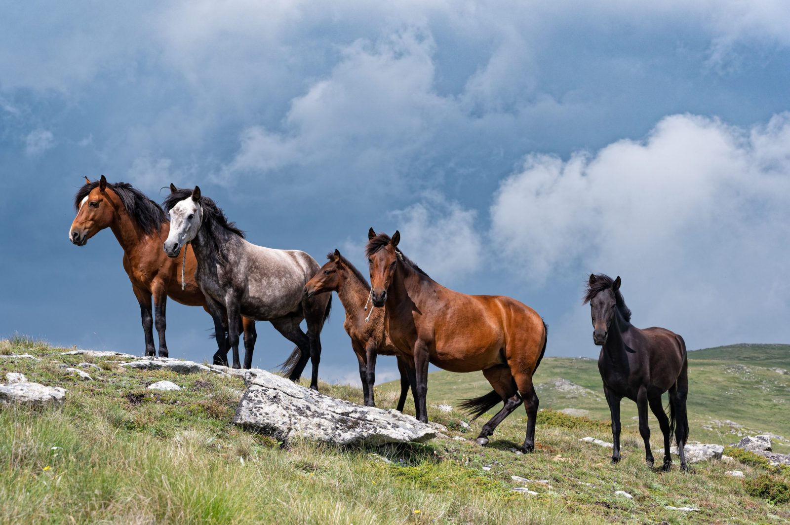 Wild horses on a green meadow