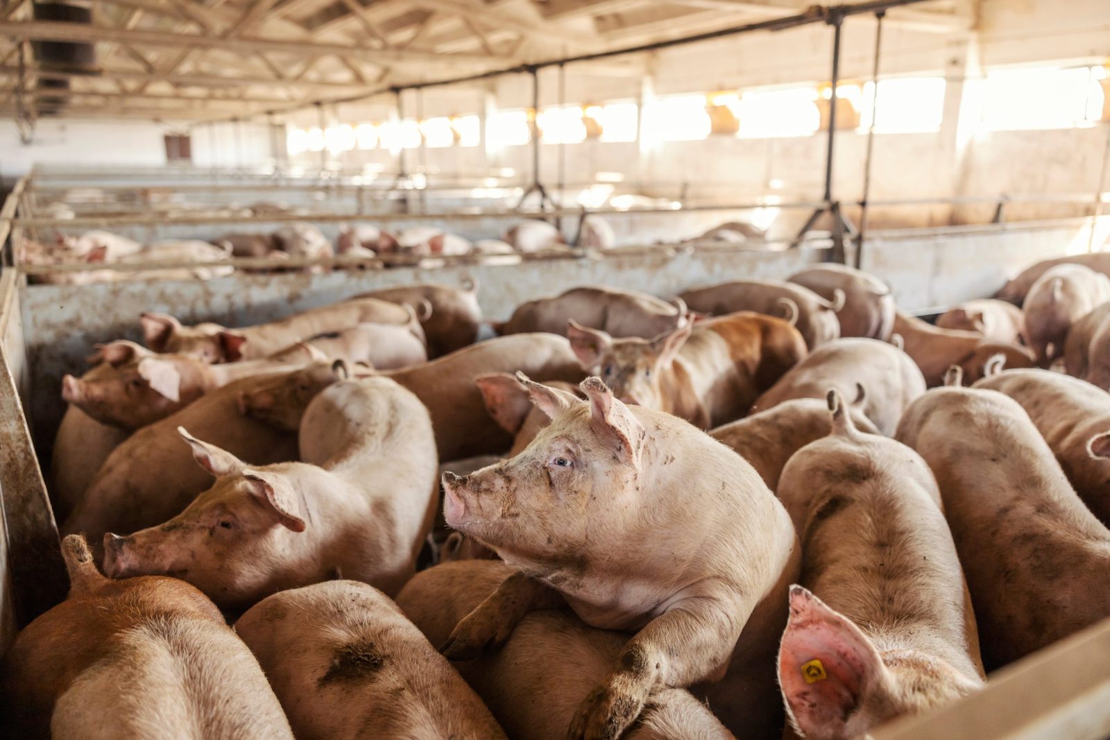Pigs at a farm packed tightly together