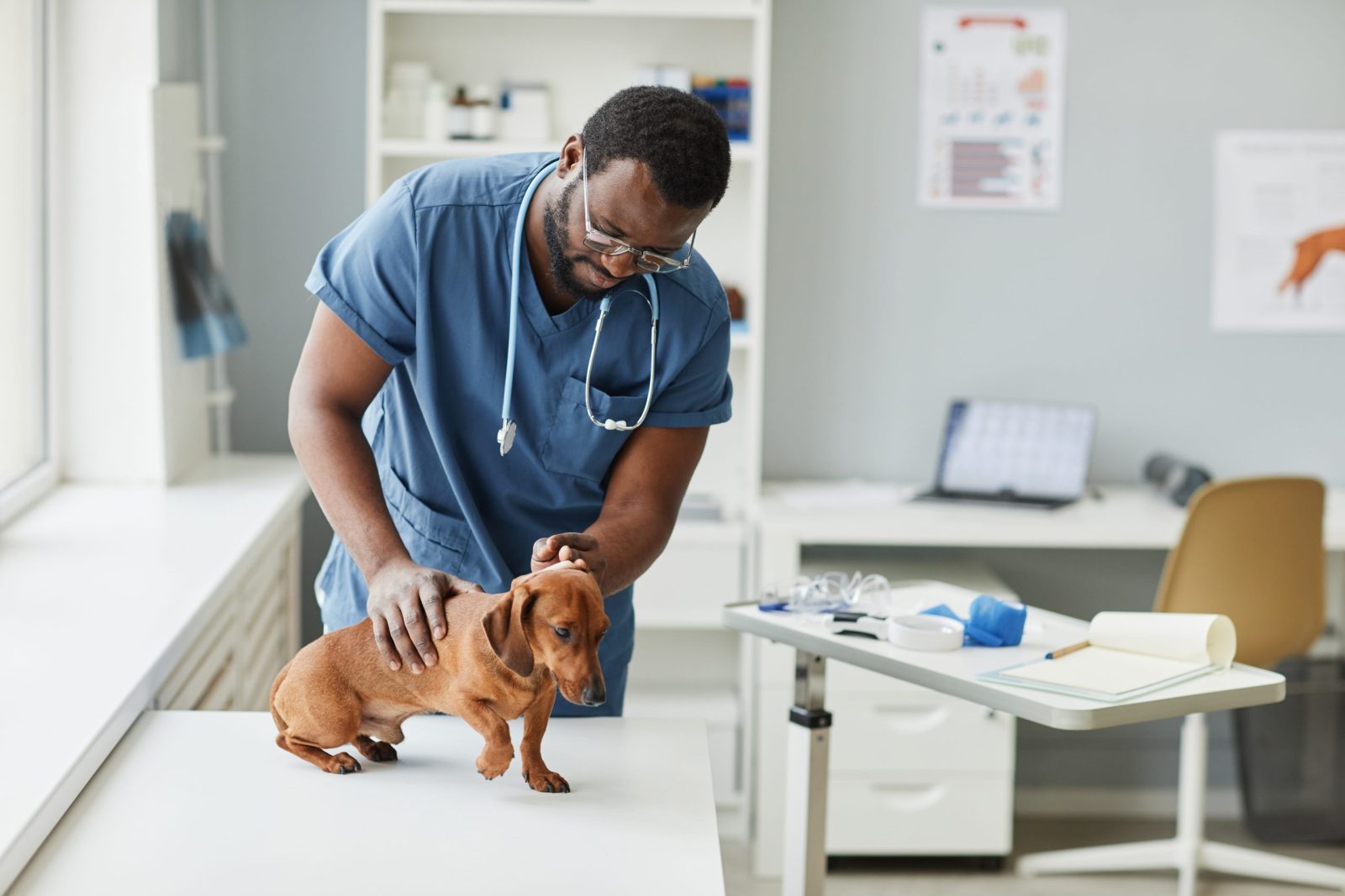 Male veterinarian working on a dog