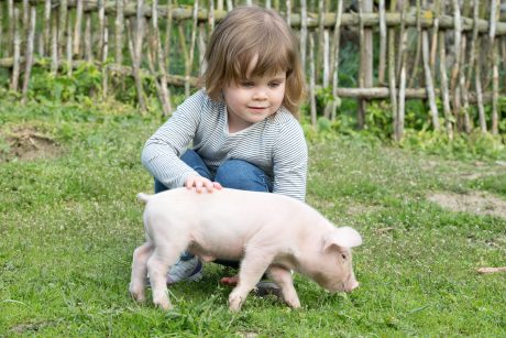 Child petting a pig