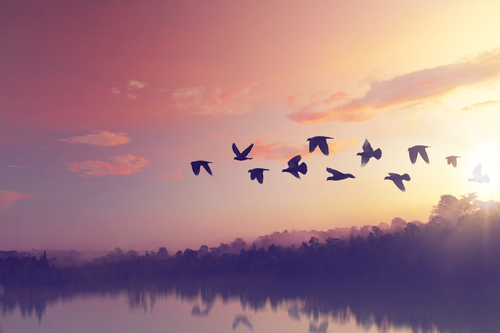 Birds flying together with sunset in background