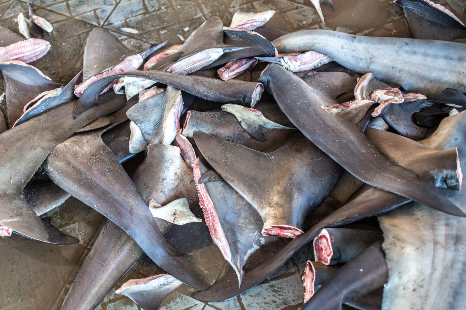 Pile of illegal shark fins