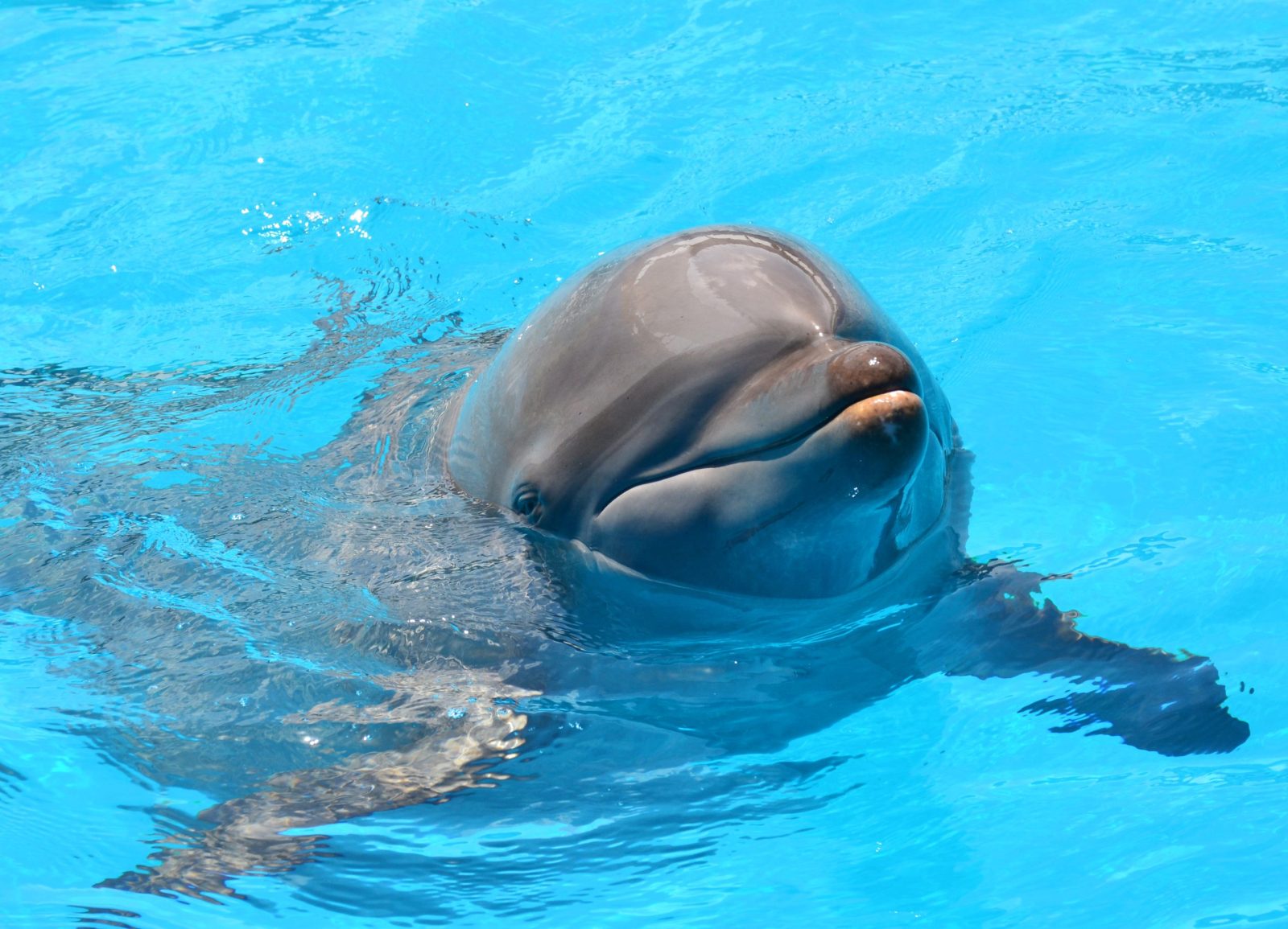 Dolphin in captivity swimming