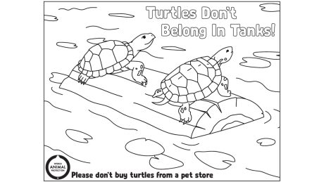"Turtles Don't Belong in Tanks!" text with two turtles on a log
