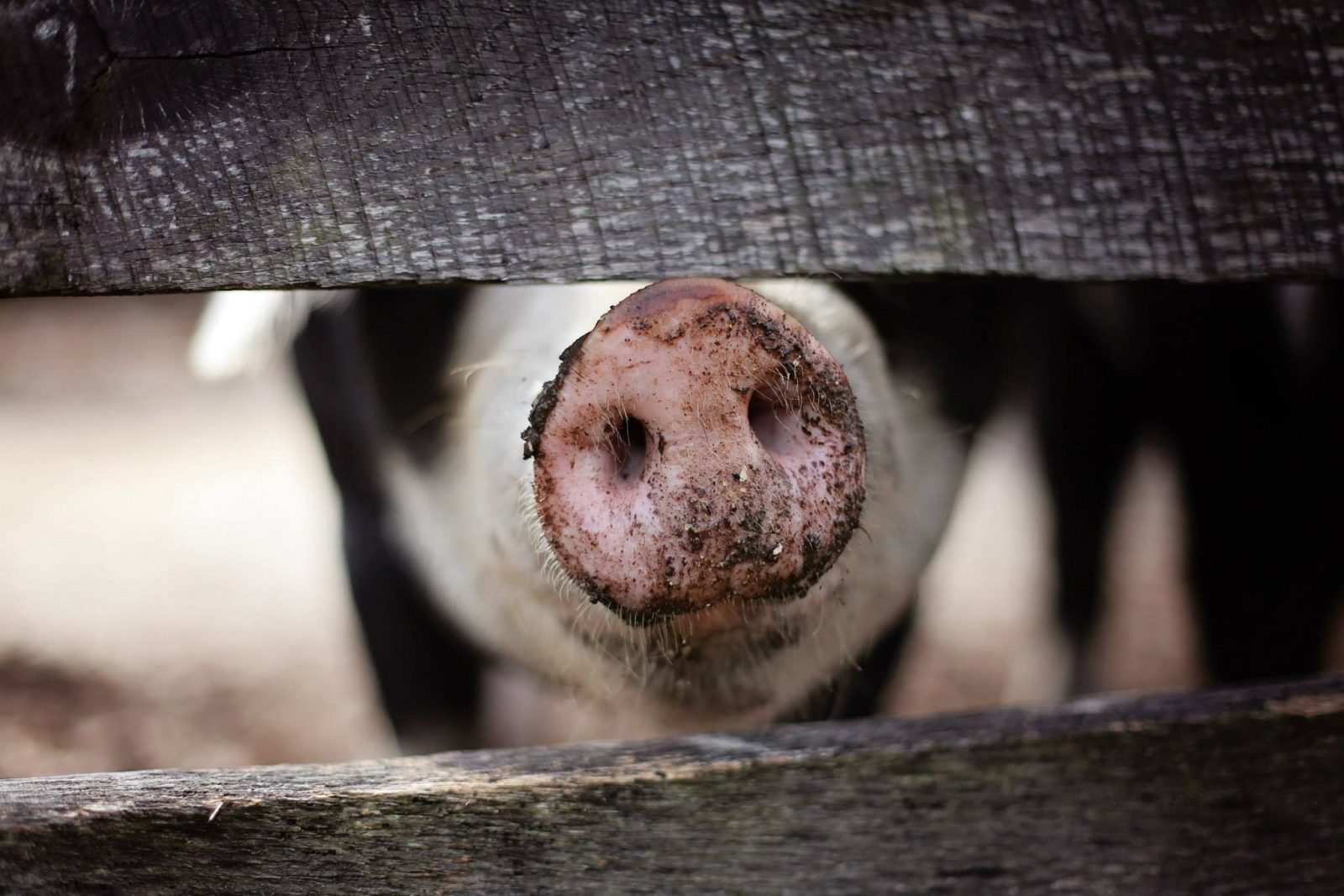 Pig snout in between fencing