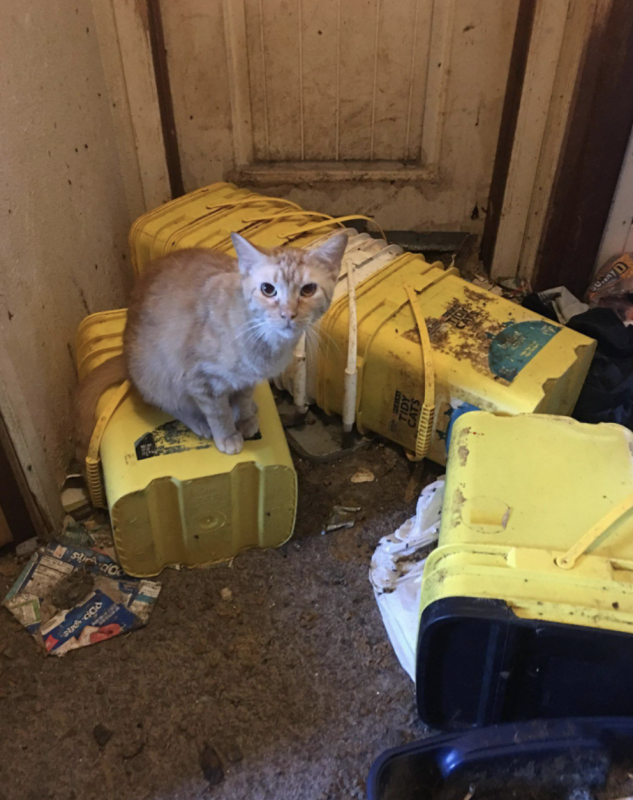 Cat perched on a yellow bucket in a dirty and messy room