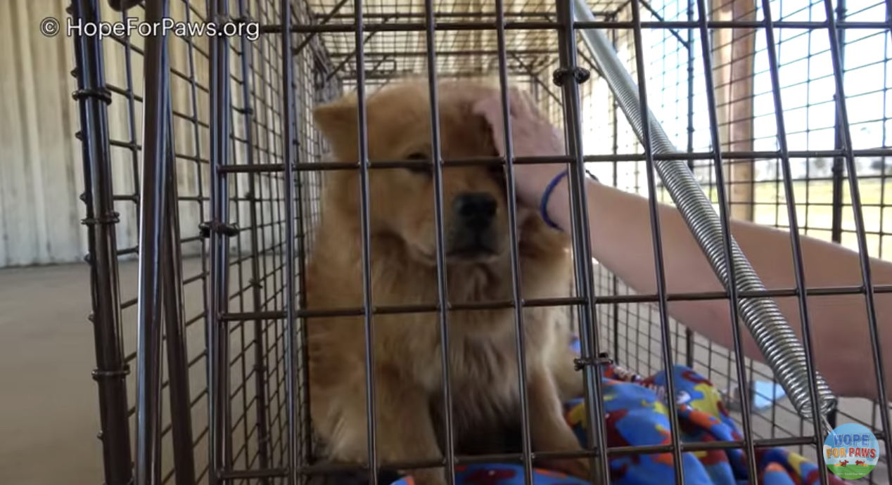 Chow in cage