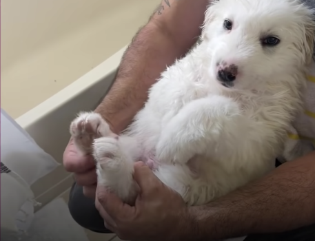 white puppy in man's arms