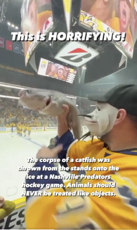 Horrifying Video Shows NHL Fan Throwing Catfish On Ice For “Tradition”