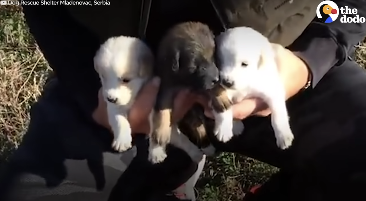 person holding three puppies