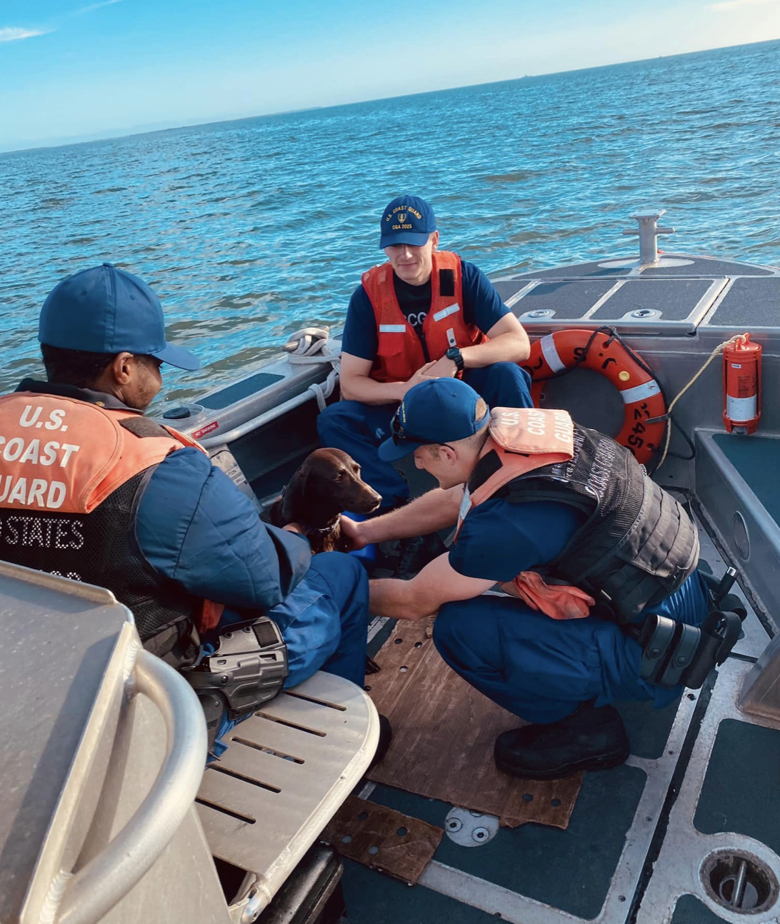 U.S. Coast Guard checking dog for injuries