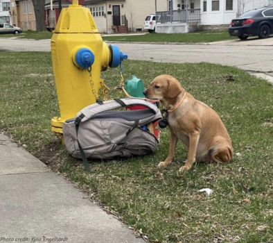 dog next to fire hydrant