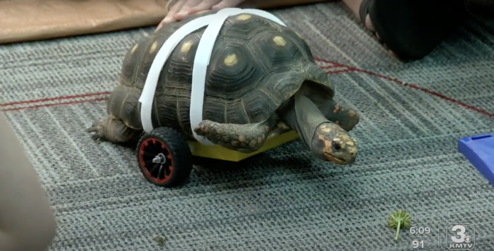 Shelly the tortoise with set of wheels