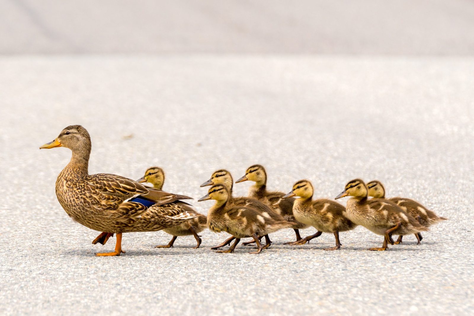 Mom and ducklings crossing the road