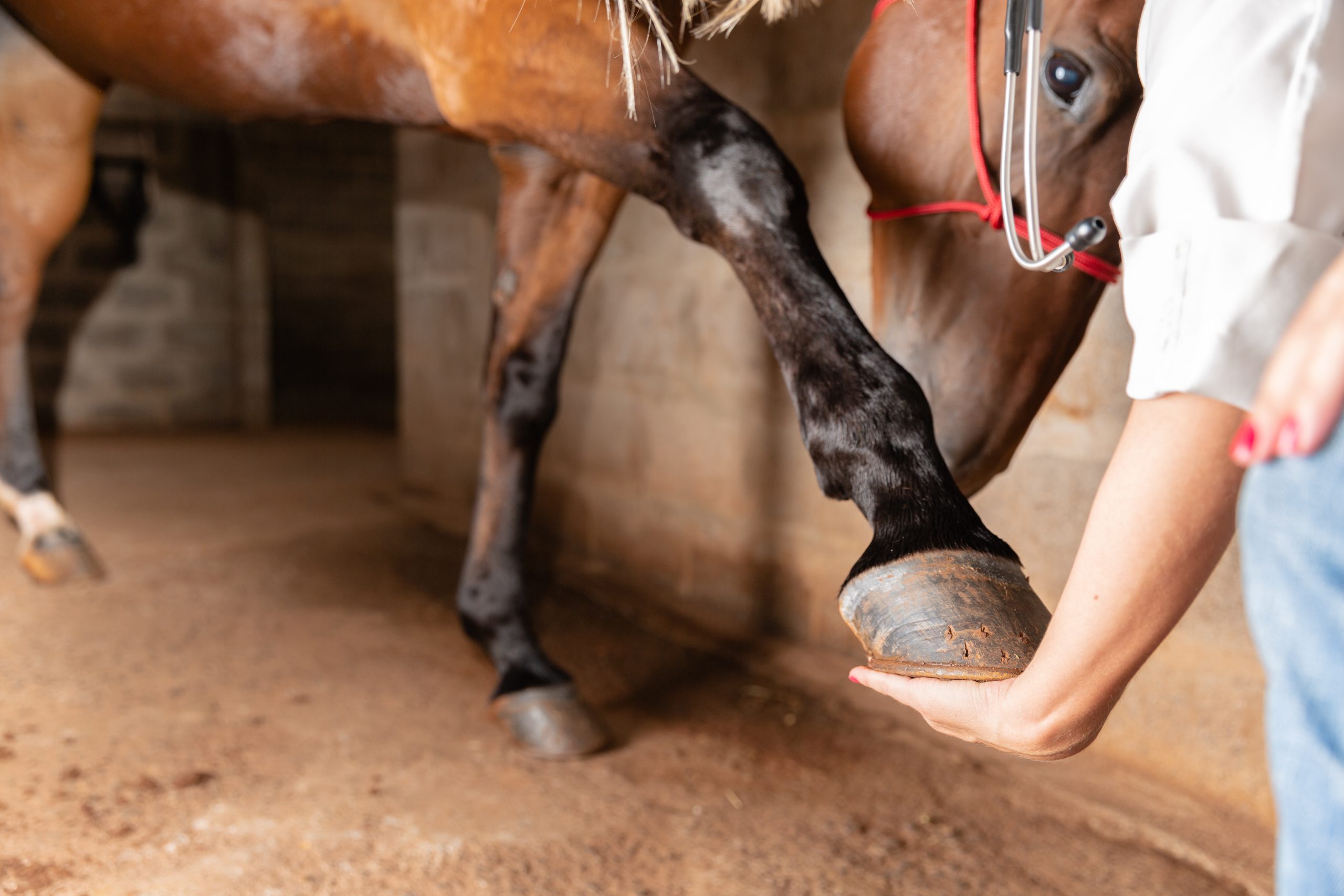 Person holding horses foot