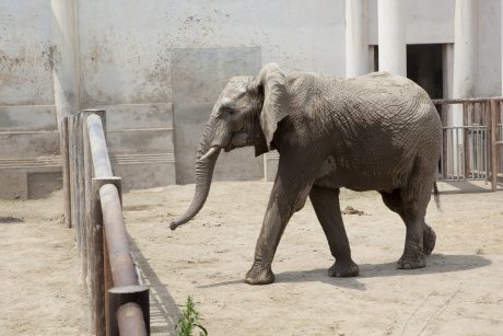 Elephant at a zoo