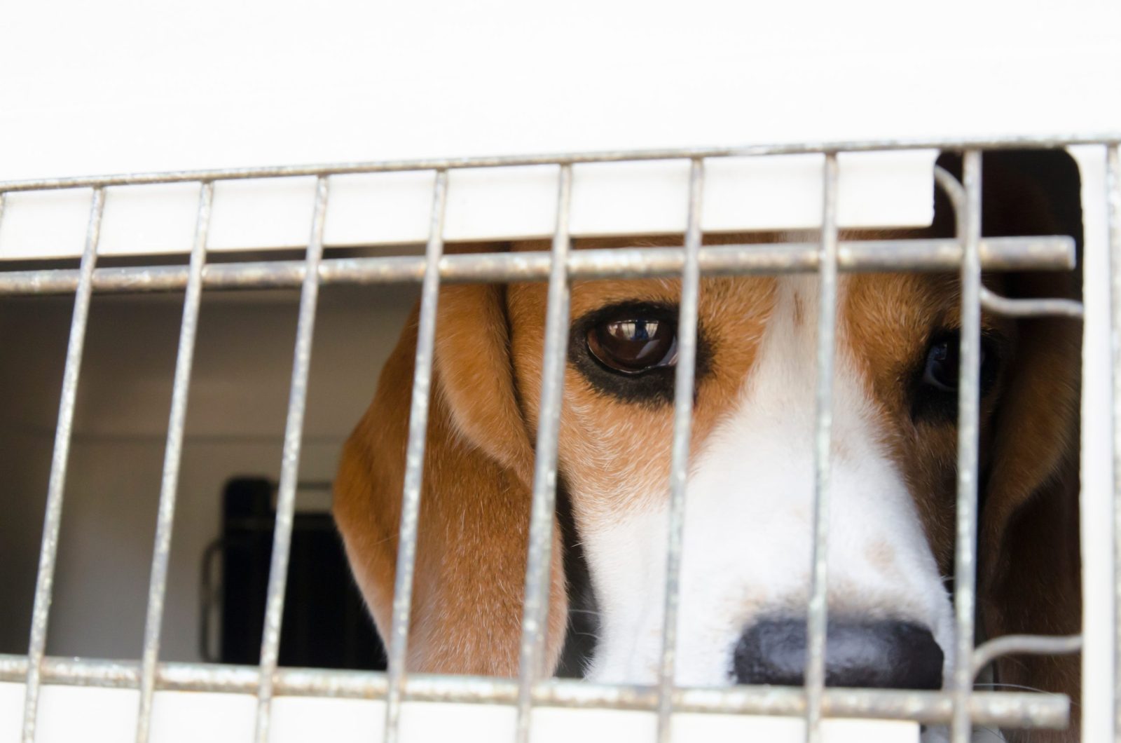 Sad beagle looking behind a cage