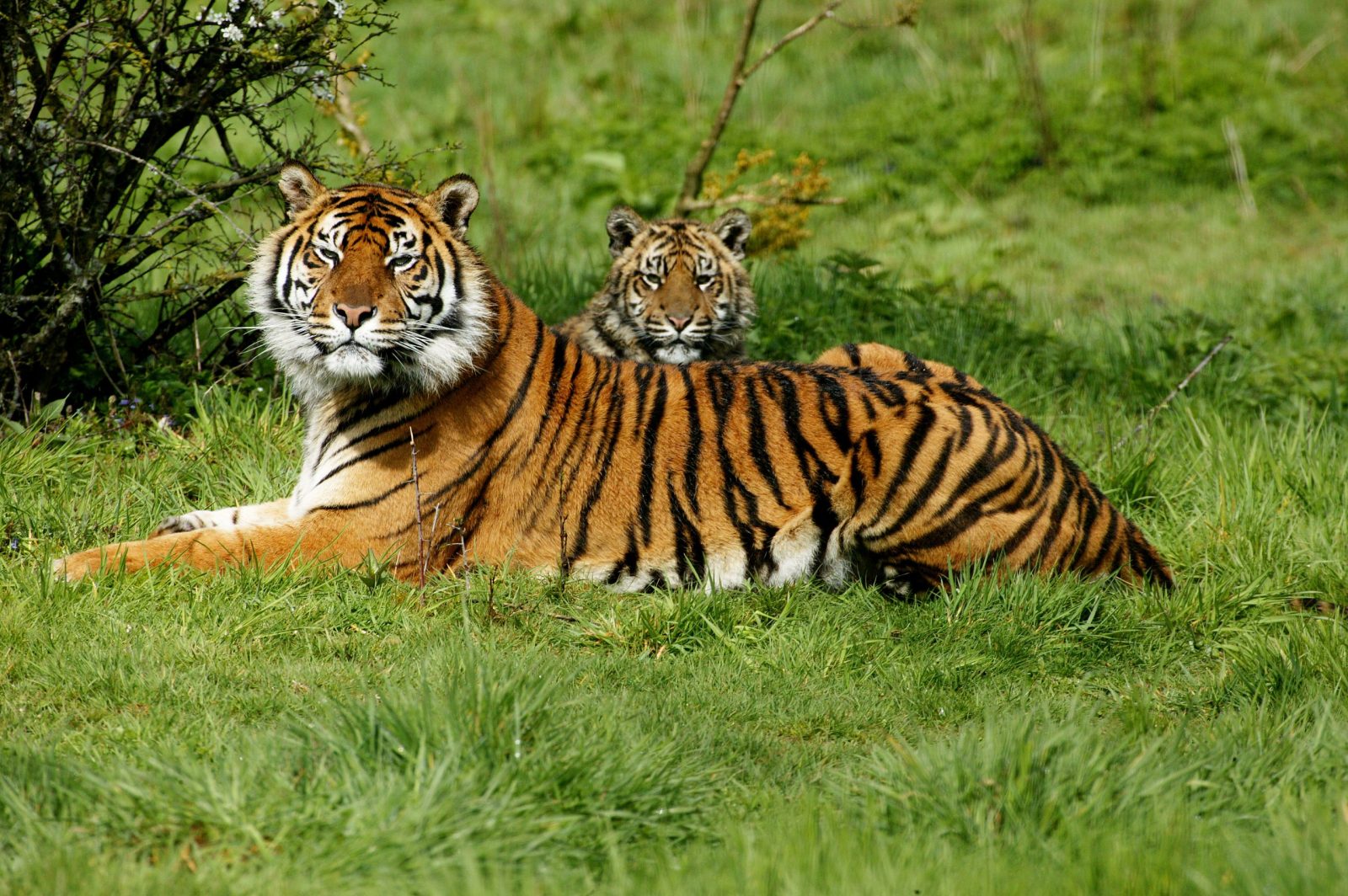 Two sumatran tigers laying on grass