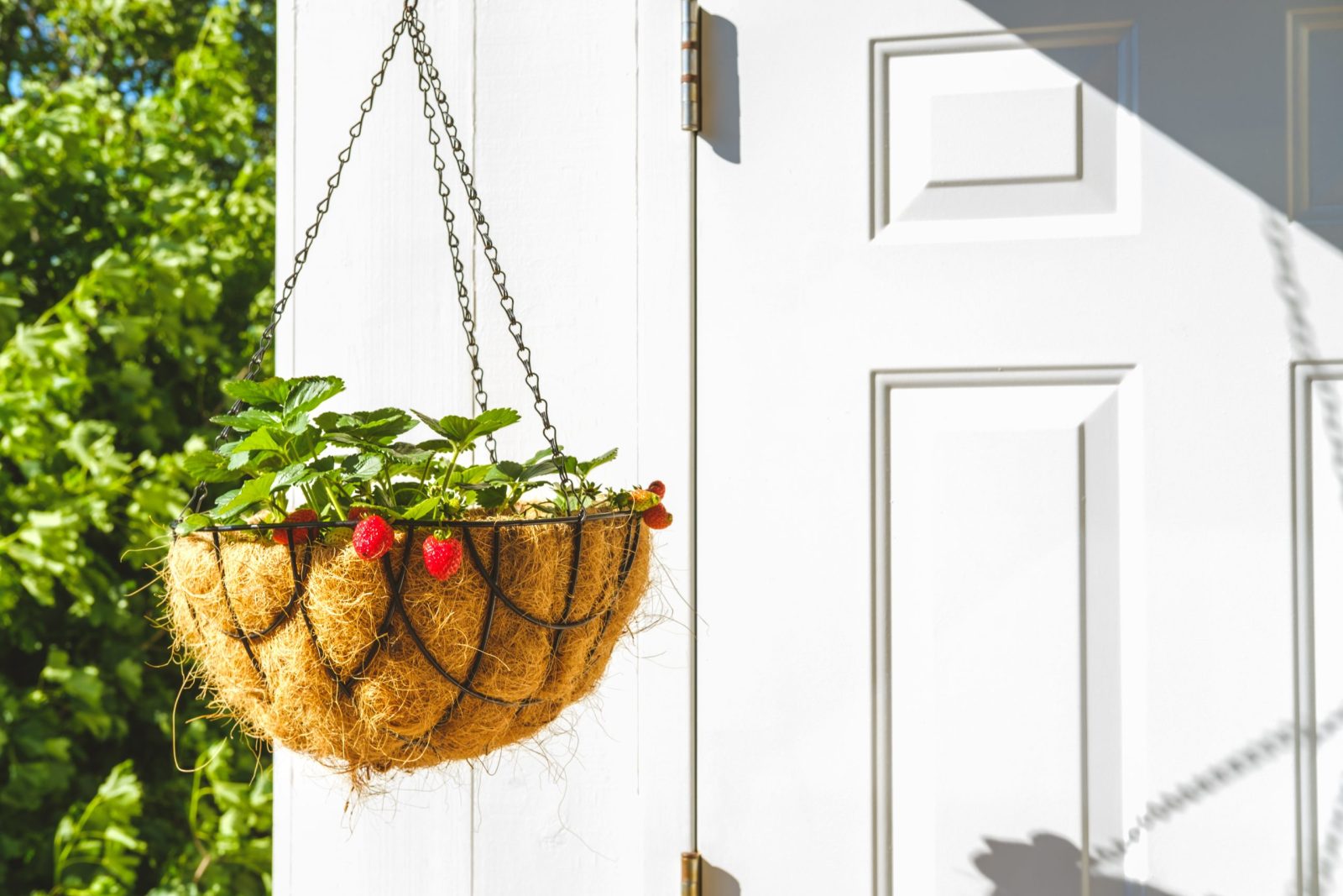 Strawberry in hanging basket
