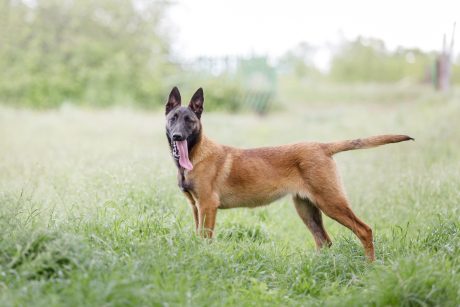 Belgian Shepherd dog in field