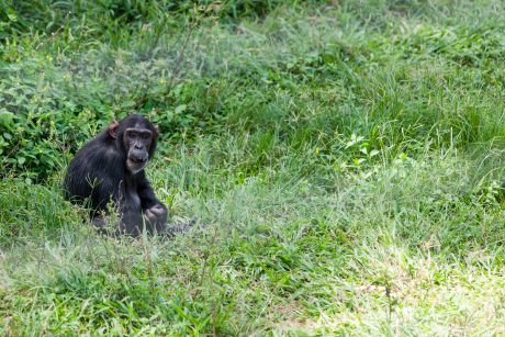 Chimpanzee sitting on the ground