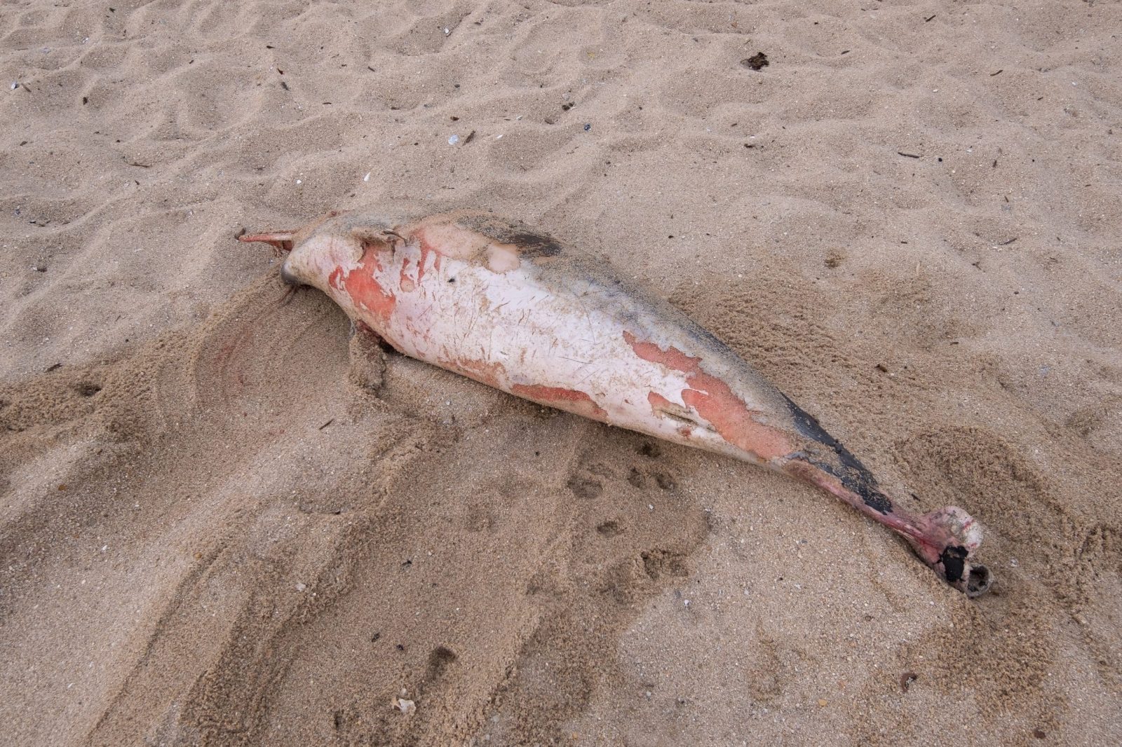 Dolphin dead on shore