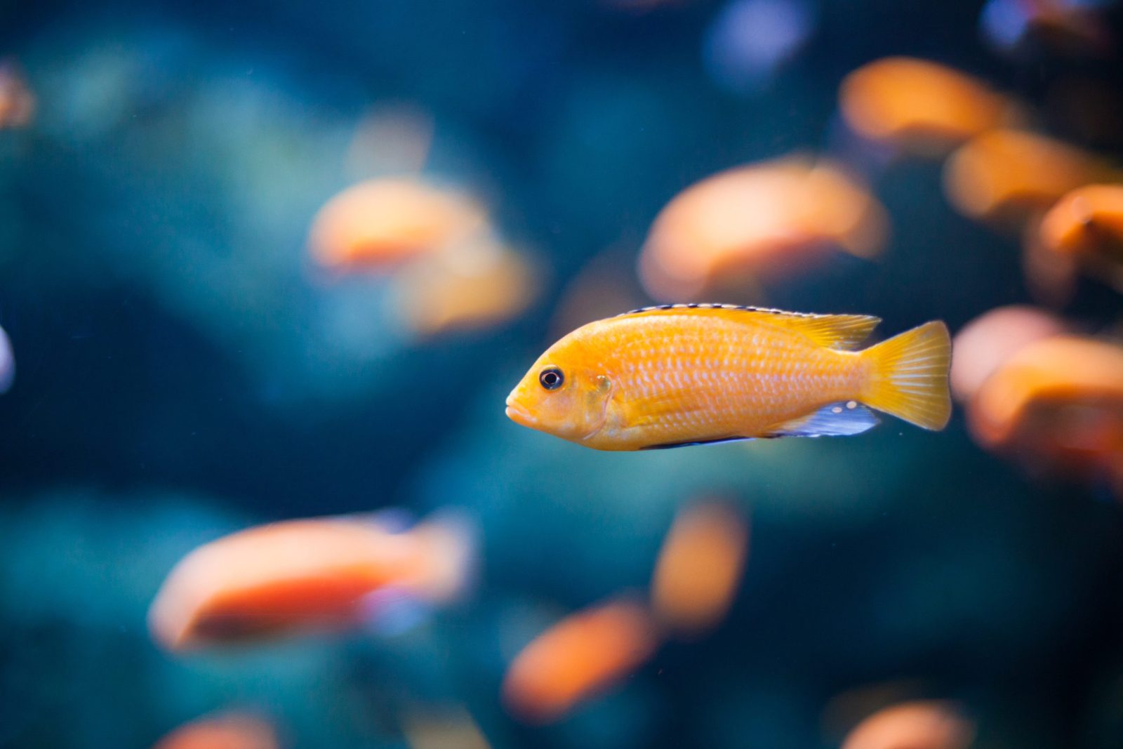 Orange fish in a fish tank