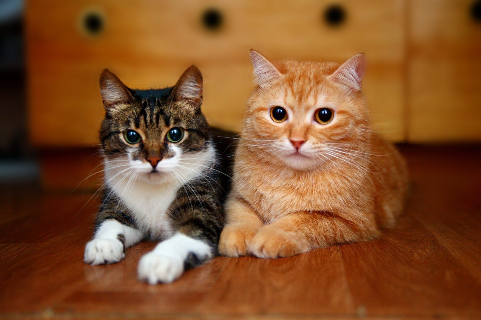 Orange and tabby cat sitting together
