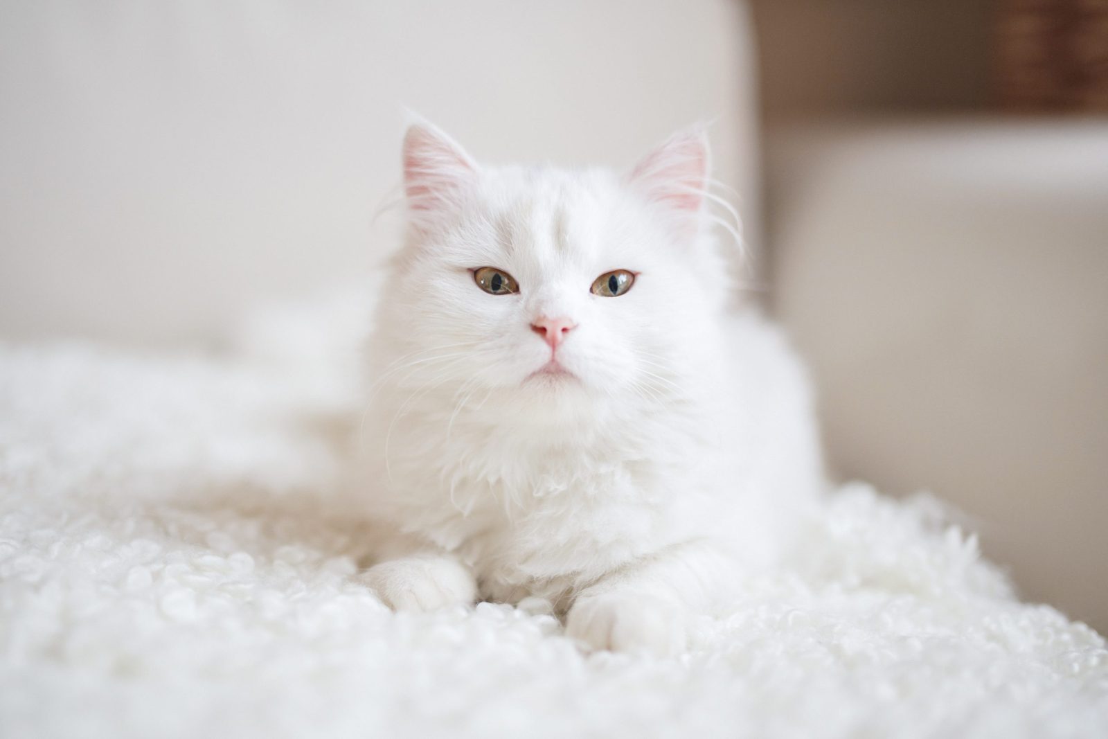 Adorable white fluffy cat