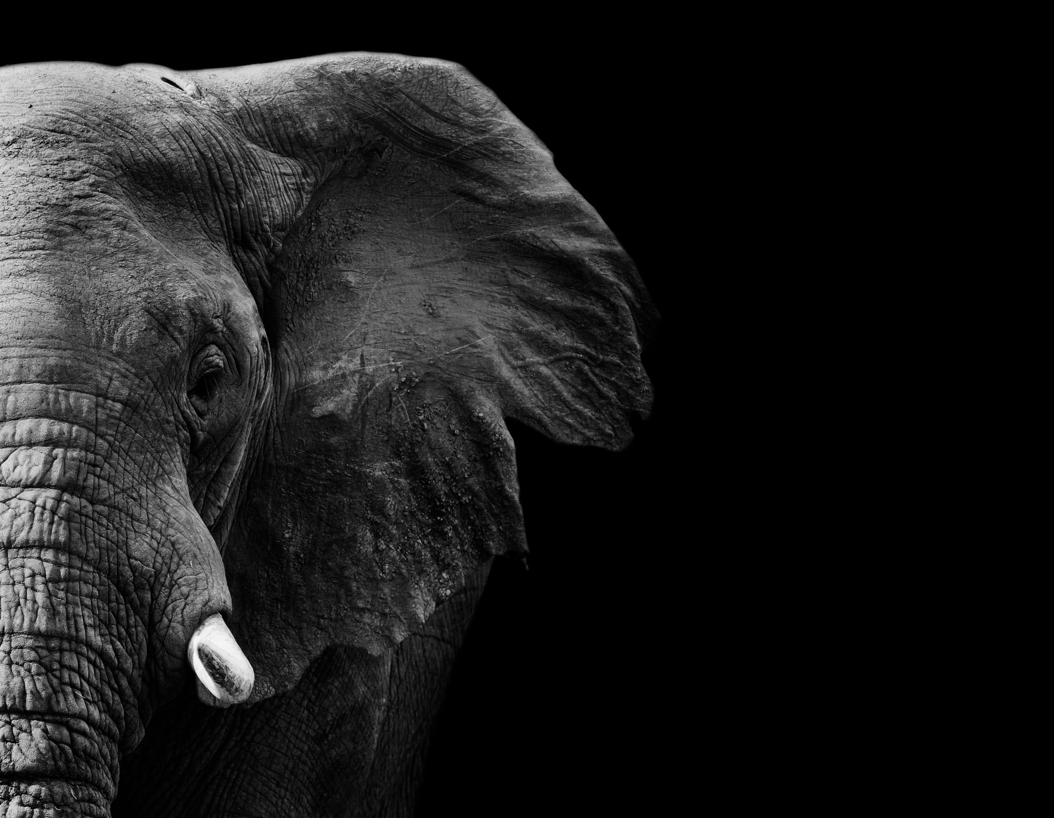 Черная слоновая. Слон на черном фоне. Черный слон. Слон на заставку. Картина слона на черном фоне.