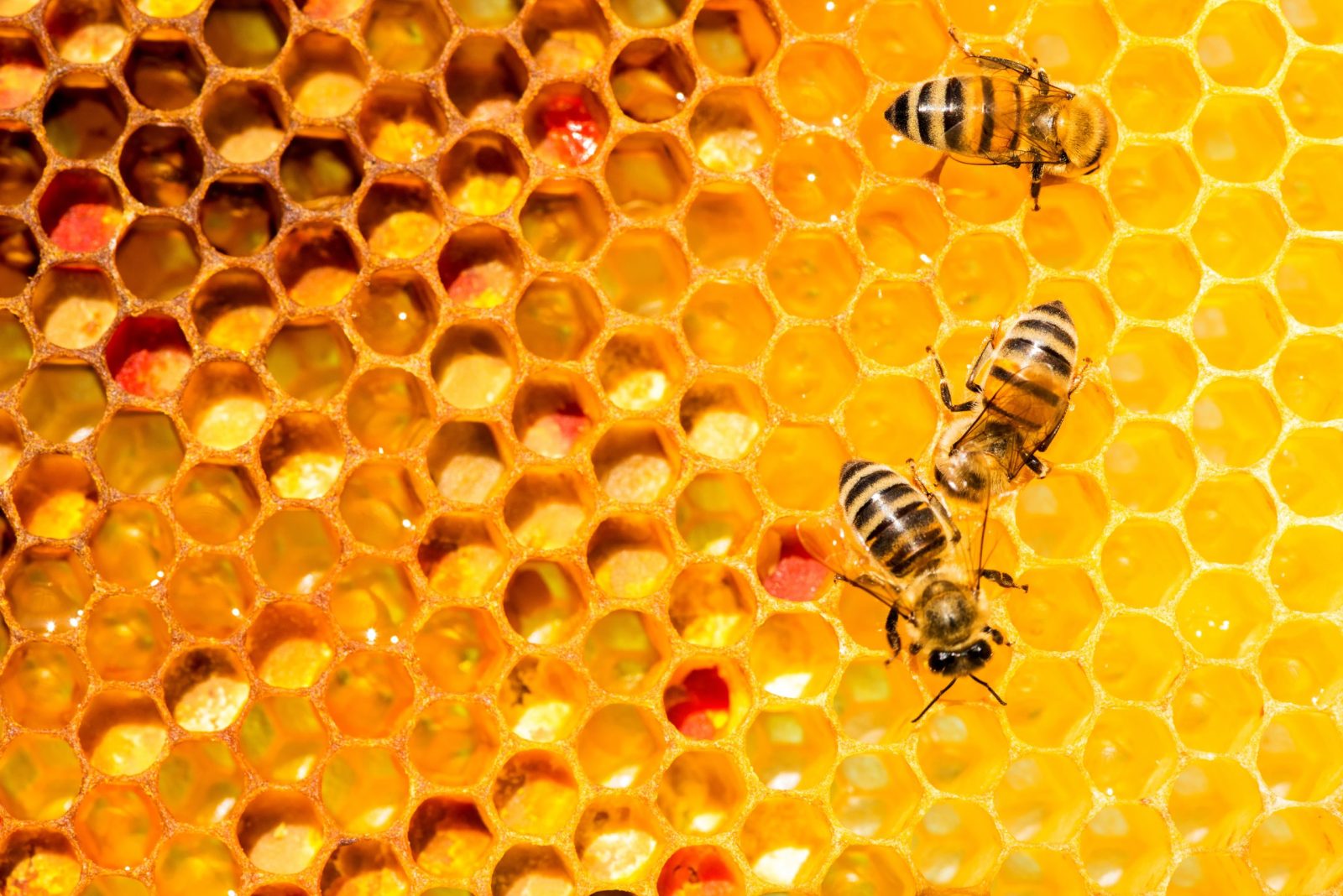 Bees on a honey comb