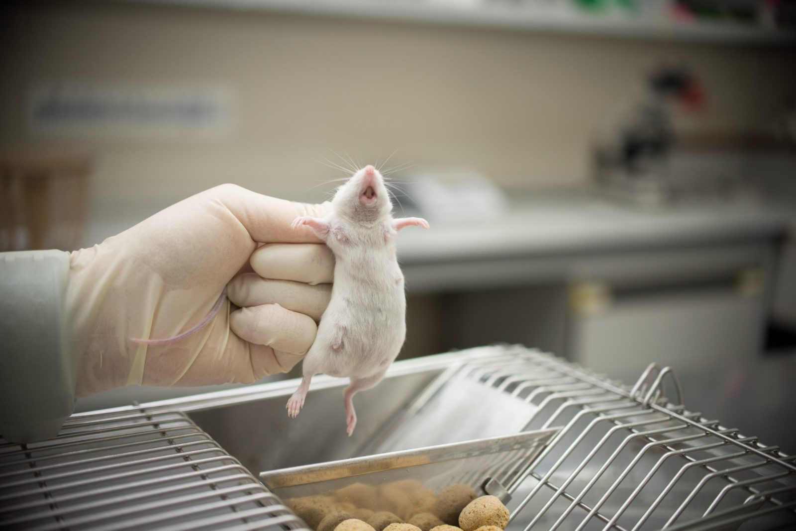 Researcher holding a mouse by neck
