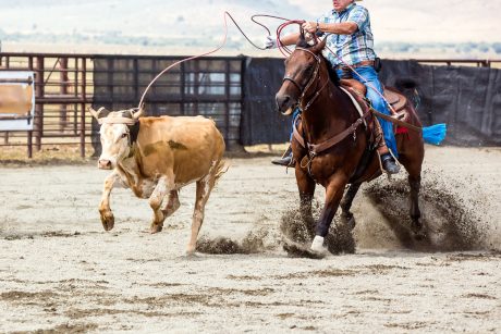 Rodeo roping cow running away