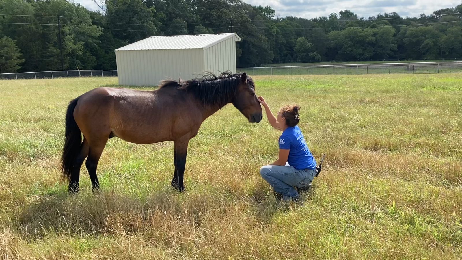 Woman petting horse in a field