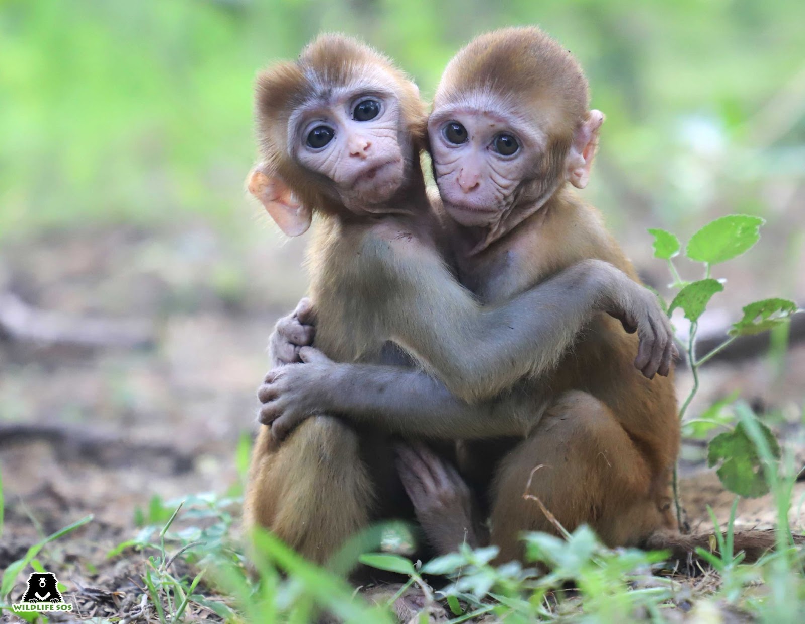 two monkeys hugging eachother