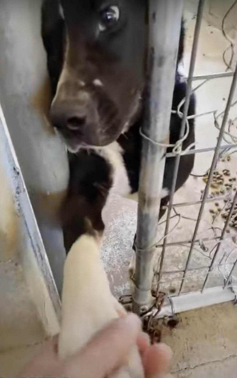 Dog holding human hand from behind cage