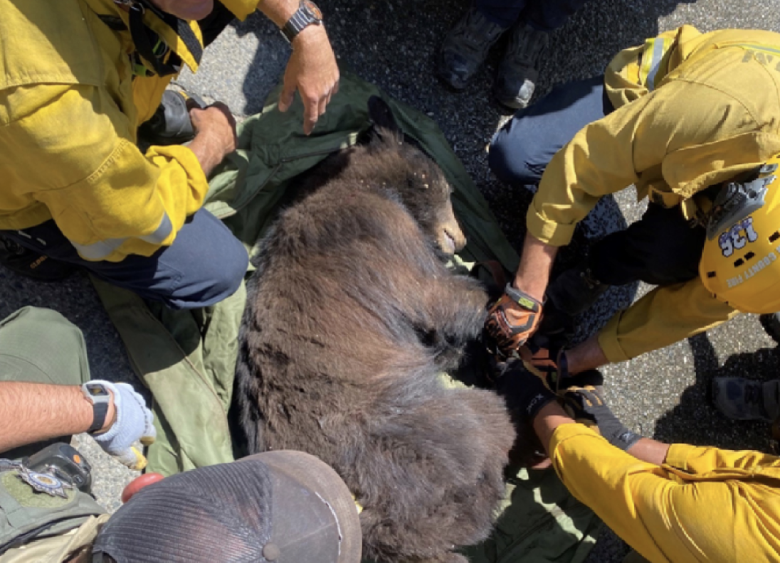 Bear being rescued