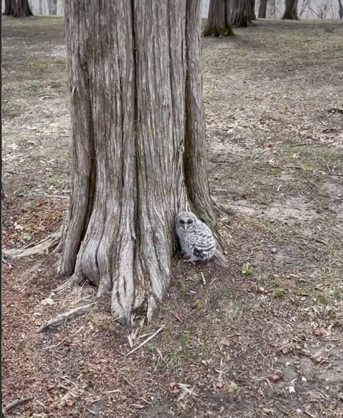 Baby owl standing next to tree trunk
